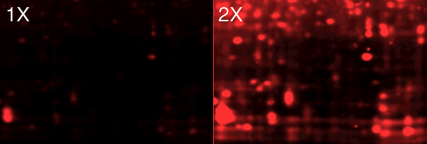 Sypro ruby stained 2D gel at different contrasts
