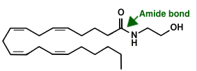 Anandamide structure