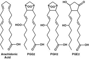 Structure of arachidonic acid, PGG2, PGH2, and PGE2
