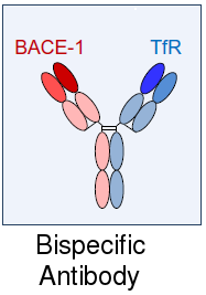 Bispecific antibody