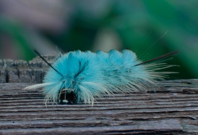 Bored blue caterpillar