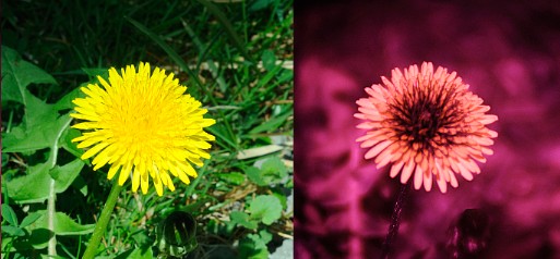 Visible and ultraviolet photos of dandelion
