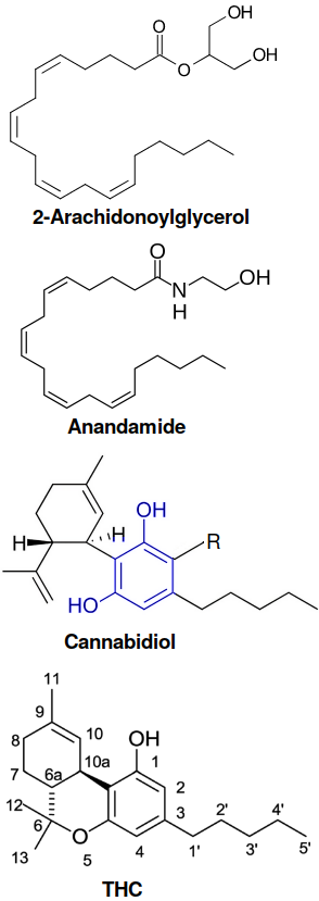 Structure of endocannabinoids and CBD