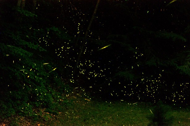 Fireflies