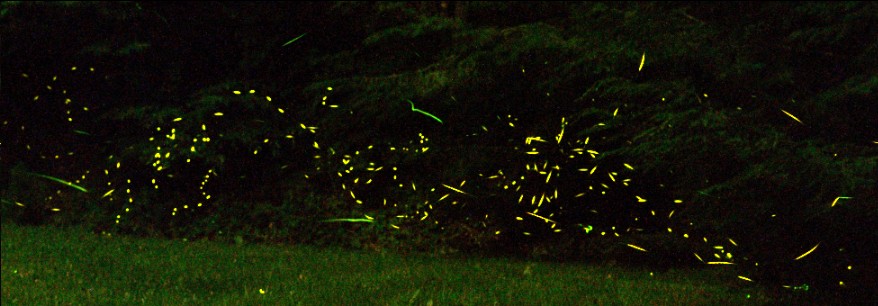 Fireflies