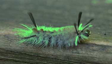Fake green caterpillar