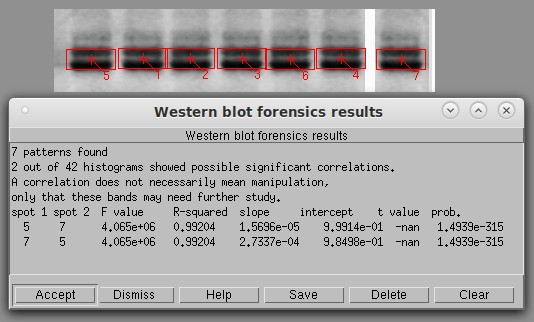 Basic histogram analysis of a Western blot