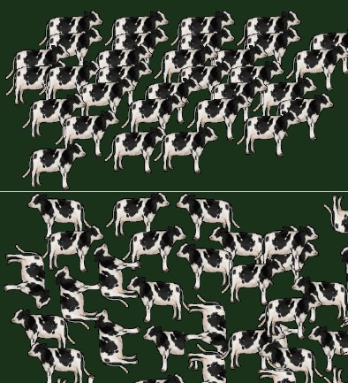 Cows as bosons and fermions