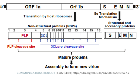Protease cleavage sites in SARS-CoV-2