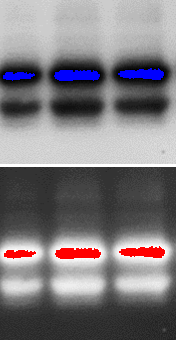 Under- and Oversaturated Western blot