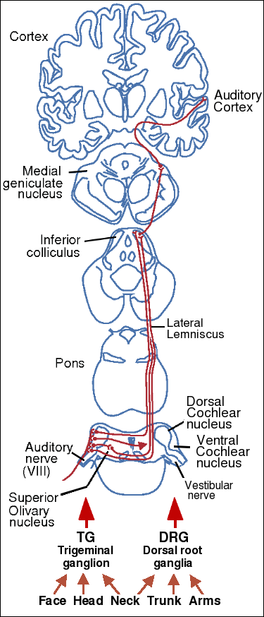 Neural pathways involved in tinnitus