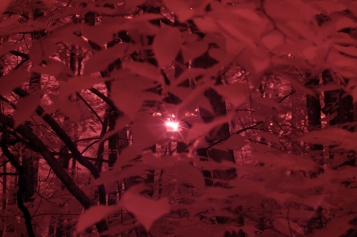 Infrared photo of sun behind tree leaves