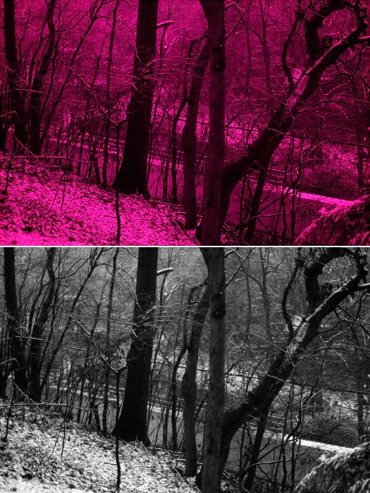 UV photo of trees