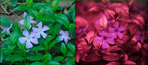 Visible and ultraviolet photos of vinca flowers