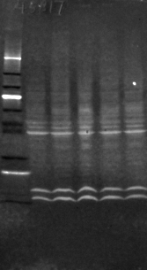 Actin cfl488 western blot