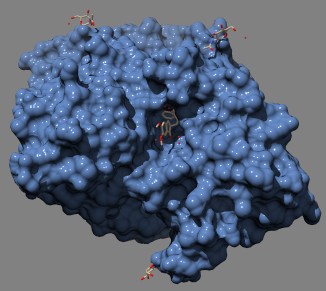 Acetylcholinesterase 3d model