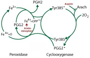 Acetaminophen mechanism