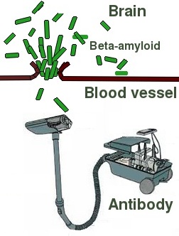 Beta amyloid antibody