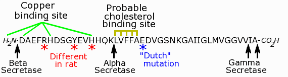 Beta-amyloid sequence