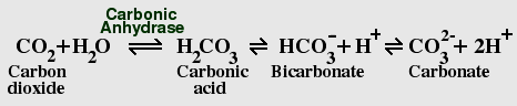 Carbon dioxide - bicarbonate equilibrium