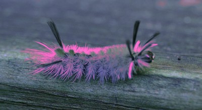 Pink caterpillar