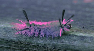 The same caterpillar a bit later