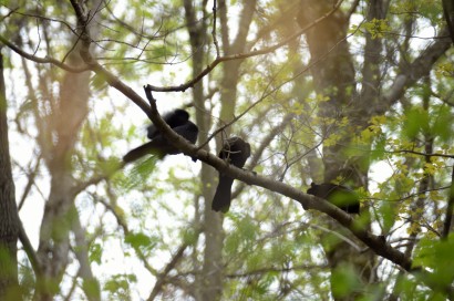 Crows socializing