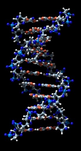 DNA double helix