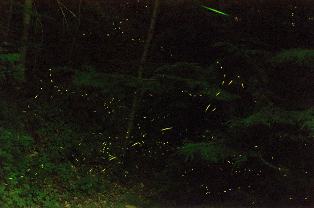 Fireflies