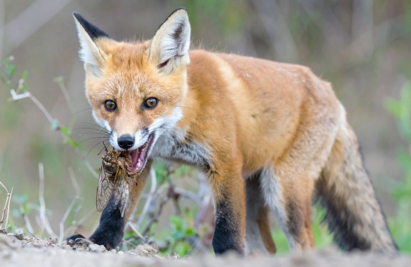 Fox eating a cicada