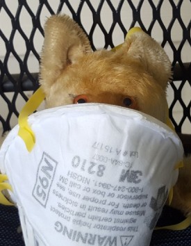 Fox with N95 mask