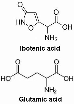 Glutamic and ibotenic acid