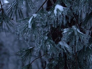 Pine needles covered in ice