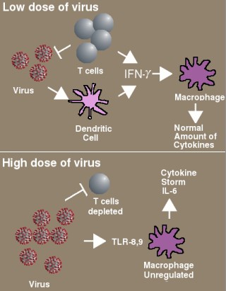 Immunodeficiency in COVID-19