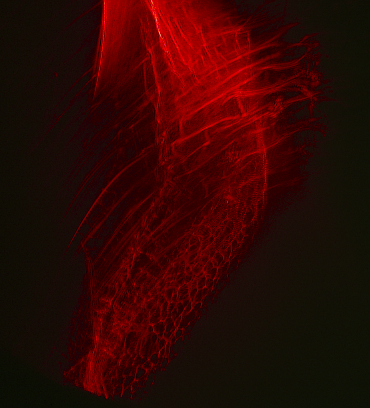 Laser interference pattern