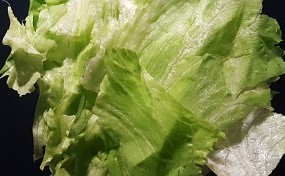 Lettuce