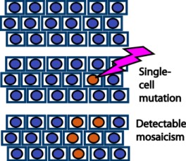 Scheme for clonal mosaicism