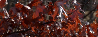 Oak leaves