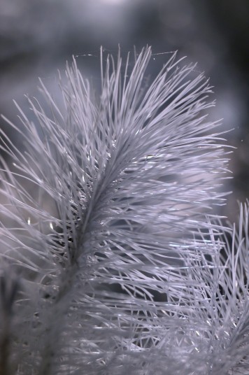 Infrared photo of pine branch