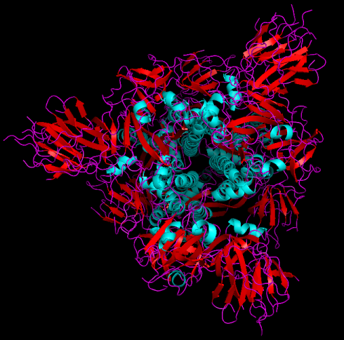 sars cov2 spike glycoprotein  cryo EM  structure 6vsb