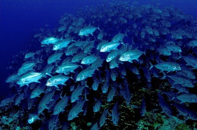 School of fish