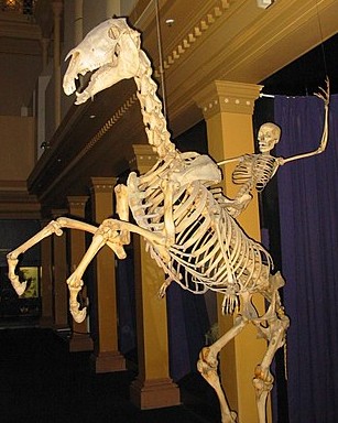 Skeleton of man riding horse