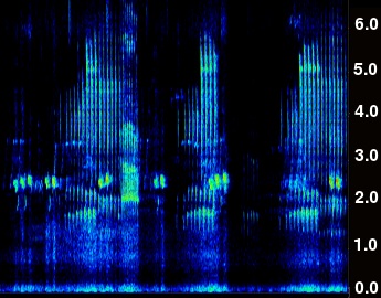 Fourier transform of bird calls