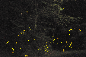 fireflies