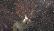 Cat on North America Nebula