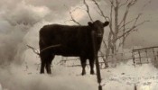 Cow emitting methane