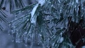 Pine needles coated with ice