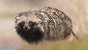 Raccoon dog