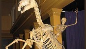 Skeleton of human and horse at the Australian Museum in Sydney