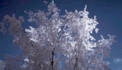 Infrared image of tree